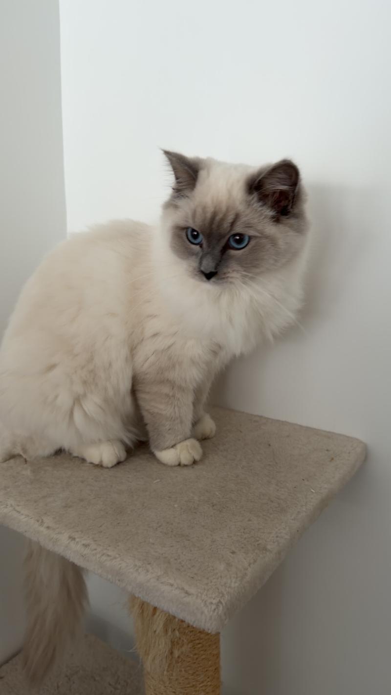 Alexa Femelle Ragdoll