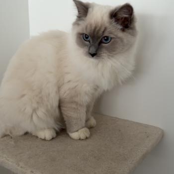 chat Ragdoll blue point Alexa La Chatterie des Couleurs de Lune
